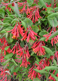 Lonicera sempervirens 'Dropmore Scarlet'          